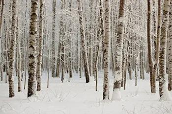 5x7ft Zasneženih gozdnih fotografijo zimska pokrajina Božični luči